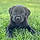 Murphey Mae