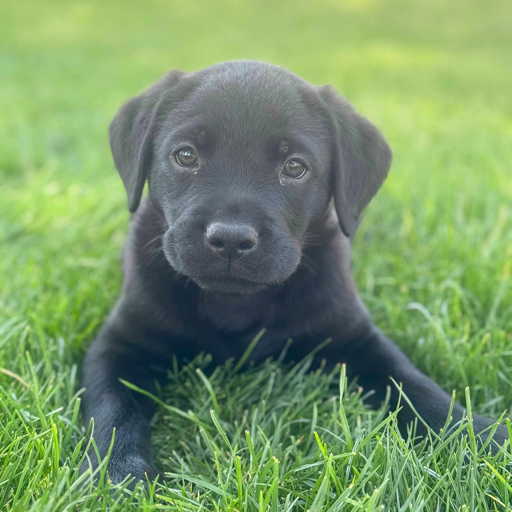 Murphey Mae is registered to the contest to win money with this photo: adorable, animal, black_dog, canine, close_up, cute, daylight, dog, eyes, fur, grass, green, lying_down, nature, outdoor, pet, portrait, puppy, soft_background, young_dog