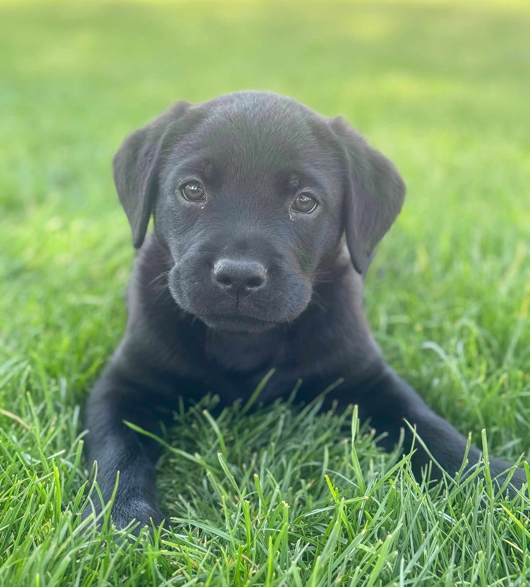 Murphey Mae is registered to the contest to win money with this photo: adorable, animal, black_dog, canine, close_up, cute, daylight, dog, eyes, fur, grass, green, lying_down, nature, outdoor, pet, portrait, puppy, soft_background, young_dog