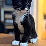 Oreo is registered to the contest to win money with this photo: kitten, cat, black_and_white, tuxedo_cat, whiskers, paws, curious, indoor, wooden_surface, feline, pet, young_cat, fluffy, animal, cute, portrait, sitting, domestic_cat, soft_light, closeup