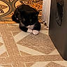 Oreo joined the competition — help win amazing prizes! cat, black_and_white, animal, pet, floor, patterned_floor, indoor, resting, curled_up, whiskers, paw, corner, wall, furniture, appliance, quiet, sleepy, domestic, cozy, calm