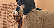 Oreo is registered to the contest to win money with this photo: kitten, cat, black_and_white, sofa, armrest, vintage_furniture, curious, indoor, cozy, checkered_curtain, table, pet, furniture, resting, whiskers, cute, small_animal, domestic_cat, feline, house