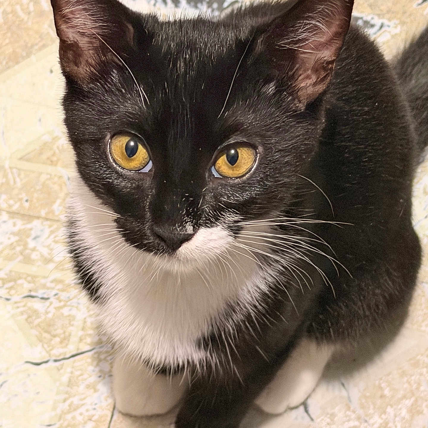 Oreo