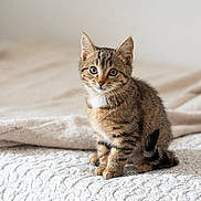 Alf a rejoint le concours — aidez-le/la à gagner de superbes lots ! kitten, cat, tabby, feline, pet, animal, cute, curious, whiskers, sitting, soft, blanket, bed, indoor, young, small, fur, ears, eyes, tail