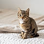 kitten, cat, tabby, feline, pet, animal, cute, curious, whiskers, sitting, soft, blanket, bed, indoor, young, small, fur, ears, eyes, tail