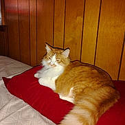Garfield joined the competition — help win amazing prizes! cat, orange_cat, white_cat, fluffy, pillow, red_pillow, wood_paneling, bed, indoor, resting, feline, pet, cozy, sleepy, fur, animal, cute, domestic_cat, relaxed, side_view