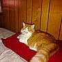 cat, orange_cat, white_cat, fluffy, pillow, red_pillow, wood_paneling, bed, indoor, resting, feline, pet, cozy, sleepy, fur, animal, cute, domestic_cat, relaxed, side_view