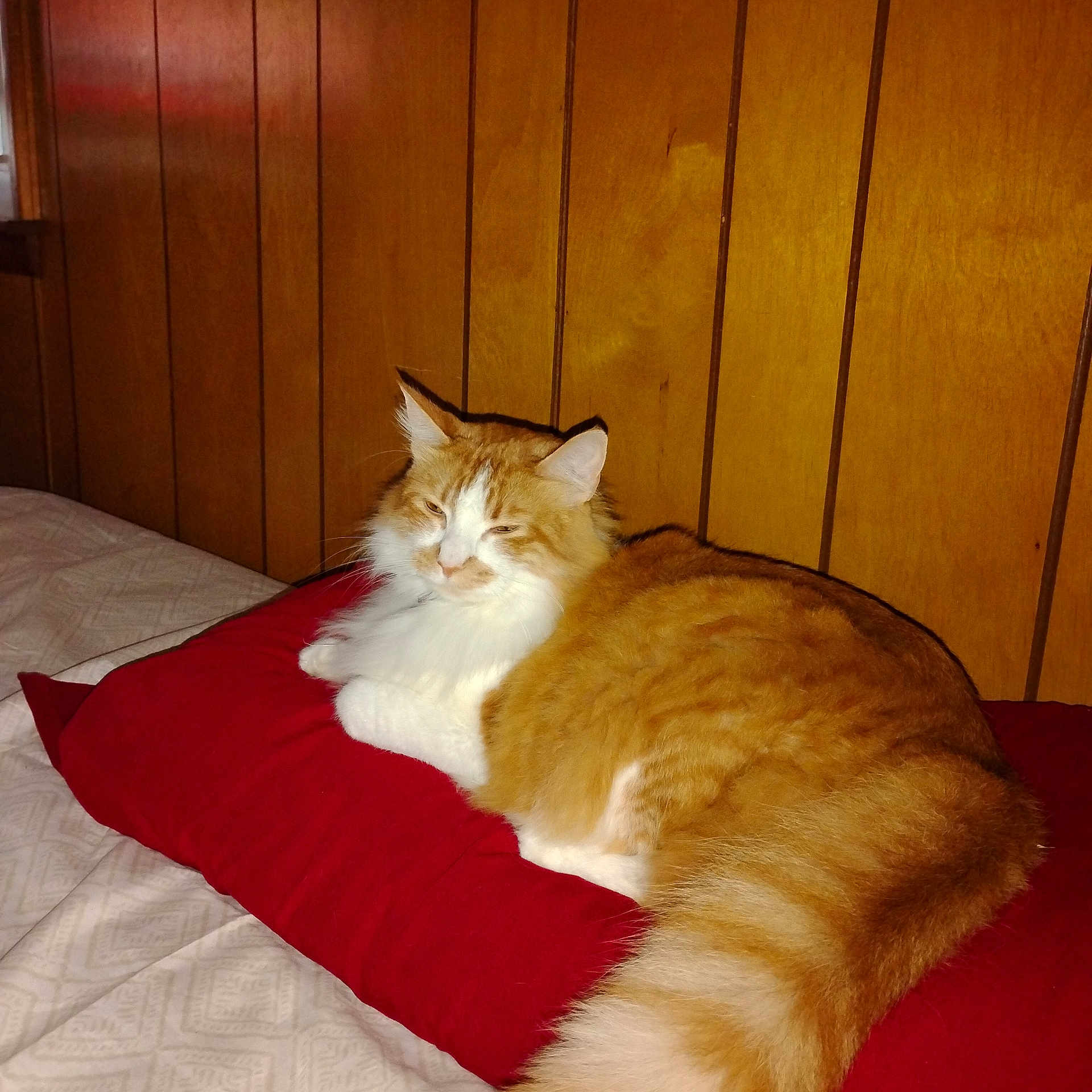 Garfield joined the competition — help win amazing prizes! cat, orange_cat, white_cat, fluffy, pillow, red_pillow, wood_paneling, bed, indoor, resting, feline, pet, cozy, sleepy, fur, animal, cute, domestic_cat, relaxed, side_view