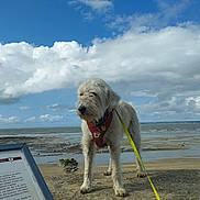 Neo participe au concours pour gagner de l'argent avec cette photo : beach, clouds, coastline, dog, harness, horizon, leash, low_tide, outdoor, paws, portrait, sand, sea, signboard, sky, standing, walking, wet_sand, white_fur, windy