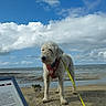 beach, clouds, coastline, dog, harness, horizon, leash, low_tide, outdoor, paws, portrait, sand, sea, signboard, sky, standing, walking, wet_sand, white_fur, windy