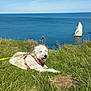 dog, canine, harness, leash, tongue_out, grass, cliff_top, sea, ocean, rock_sea_stack, boat, wind_farm, sky, horizon, nature, outdoor, sunny, scenic, resting, happy