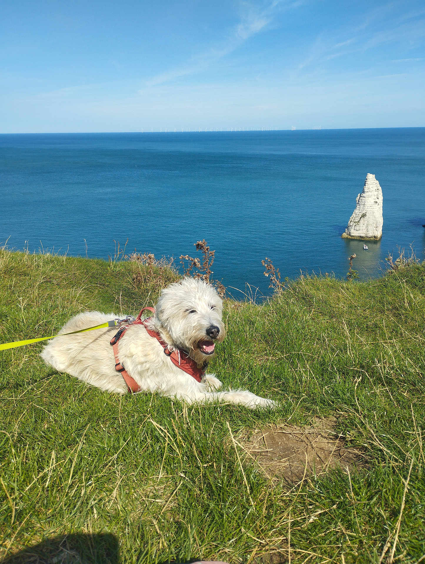 Neo participe au concours pour gagner de l'argent avec cette photo : dog, canine, harness, leash, tongue_out, grass, cliff_top, sea, ocean, rock_sea_stack, boat, wind_farm, sky, horizon, nature, outdoor, sunny, scenic, resting, happy