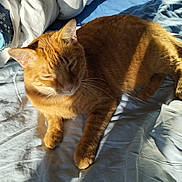 Filou a rejoint le concours — aidez-le/la à gagner de superbes lots ! cat, ginger_cat, pet, animal, feline, bed, blanket, sheet, sunlight, shadow, indoor, relaxing, cozy, fur, whiskers, ears, paw, resting, domestic, sleepy