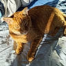 cat, ginger_cat, pet, animal, feline, bed, blanket, sheet, sunlight, shadow, indoor, relaxing, cozy, fur, whiskers, ears, paw, resting, domestic, sleepy