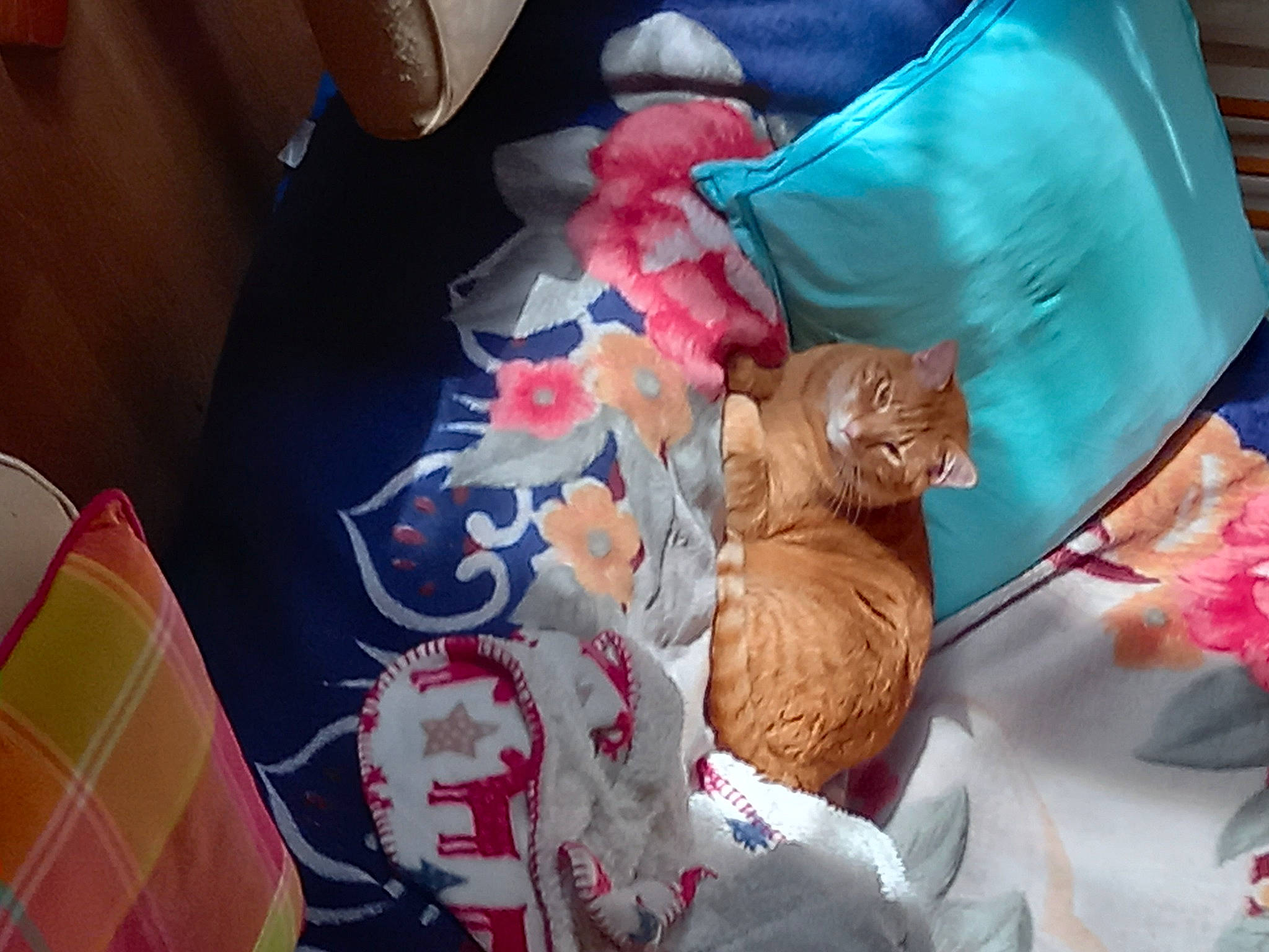 Rouquinou participe au concours pour gagner de l'argent avec cette photo : bag, carnivore, cat, child, comfort, domestic_short_haired_cat, fawn, felidae, fur, lap, linens, orange, pink, plant, room, small_to_medium_sized_cats, tail, teddy_bear, tree, whiskers