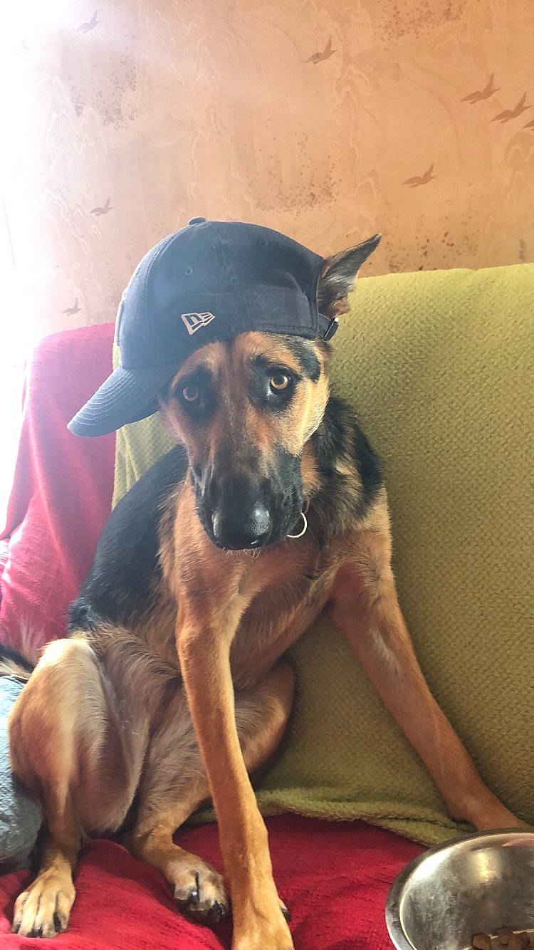 Oushka a rejoint le concours — aidez-le/la à gagner de superbes lots ! black_mouth_cur, canidae, carnivore, dog, dog_breed, ear, fawn, german_shepherd_dog, guard_dog, mammal, potcake_dog, snout, vertebrate, working_dog