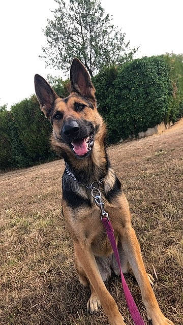 Oushka a rejoint le concours — aidez-le/la à gagner de superbes lots ! belgian_shepherd_malinois, canidae, carnivore, dog, dog_breed, east_european_shepherd, fawn, german_shepherd_dog, king_shepherd, kunming_wolfdog, mammal, old_german_shepherd_dog, police_dog, rare_breed_dog, shiloh_shepherd_dog, snout, vertebrate, working_dog