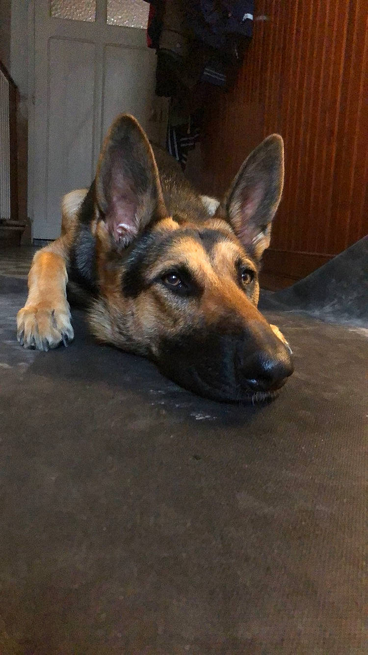 Oushka participe au concours pour gagner de l'argent avec cette photo : belgian_shepherd_malinois, canidae, carnivore, dog, dog_breed, east_european_shepherd, fawn, german_shepherd_dog, king_shepherd, kunming_wolfdog, mammal, old_german_shepherd_dog, police_dog, rare_breed_dog, shiloh_shepherd_dog, snout, vertebrate, wolfdog, working_dog