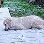 dog, white_dog, snow, paw_prints, wooden_deck, grass, outdoor, pet, canine, fur, animal, sniffing, winter, nature, laying_down, greenery, cold, playful, backyard, plants