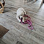 Aya participe au concours pour gagner de l'argent avec cette photo : puppy, dog, white_dog, playing, rope_toy, indoor, wooden_floor, flooring, furniture, table, chair, pet, cute, young_dog, animal, canine, chewing, cozy, home, floor