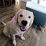 dog, golden_retriever, puppy, indoor, floor, wooden_floor, smiling, pet, canine, happy, sitting, fur, animal, domestic_animal, living_room, chair, furniture, daylight, cute, friendly