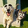 animated, dog, cat, cartoon, exaggerated_eyes, happy, surprised, pet, outdoor, grass, concrete, green_structure, sunny, animal, cute, funny_expression, mammal, yard, playful, friendship