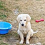 puppy, dog, golden_retriever, grass, outdoor, toy, ball, basin, pet, young, cute, animal, sitting, play, nature, fur, canine, summer, garden, adorable