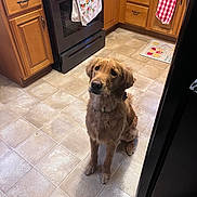 Rubie joined the competition — help win amazing prizes! animal, appliance, black_stove, collar, curious, dog, domestic, expression, floor, fur, golden_retriever, home, indoor, kitchen, pet, stove, tile_floor, towel, waiting, wooden_cabinets
