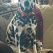 Sassy joined the competition — help win amazing prizes! dog, great_dane, dalmatian, spotted_coat, pet, canine, sitting, portrait, indoors, couch, blanket, cushions, curtains, window, home, red_collar, black_and_white, large_dog, relaxed, funny_expression