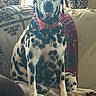 dog, great_dane, dalmatian, spotted_coat, pet, canine, sitting, portrait, indoors, couch, blanket, cushions, curtains, window, home, red_collar, black_and_white, large_dog, relaxed, funny_expression