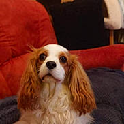 Saphir a rejoint le concours — aidez-le/la à gagner de superbes lots ! animal, architecture, bed, bedroom, building, canine, cockerspaniel, couch, cushion, dog, furniture, homedecor, hound, indoors, livingroom, papillon, person, pet, puppy, room