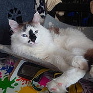 Sacha a rejoint le concours — aidez-le/la à gagner de superbes lots ! abyssinian, angora, animal, architecture, armchair, building, cat, chair, couch, furniture, homedecor, indoors, kitten, livingroom, manx, pet, plywood, room, siamese, wood