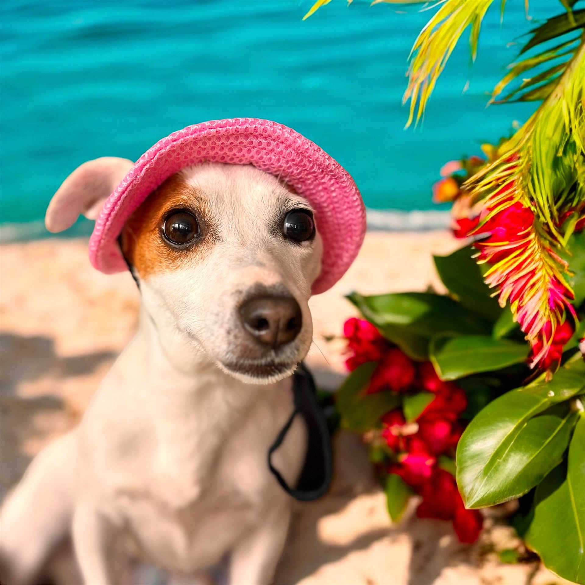 Oxanna a rejoint le concours — aidez-le/la à gagner de superbes lots ! animal, canine, cap, clothing, dog, face, flower, flowerarrangement, flowerbouquet, hat, head, hound, leaf, person, pet, photography, plant, puppy, summer, sunhat