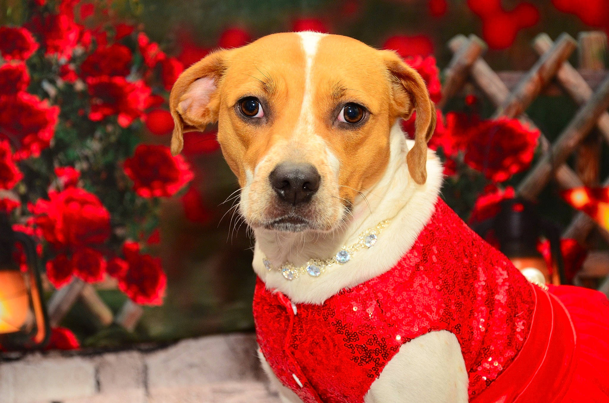 Maple joined the competition — help win amazing prizes! canidae, carnivore, collar, companion_dog, dog, dog_breed, dog_clothes, dog_collar, dog_supply, event, fawn, flower, fur, leash, pet_supply, plant, red, snout, sporting_group, whiskers