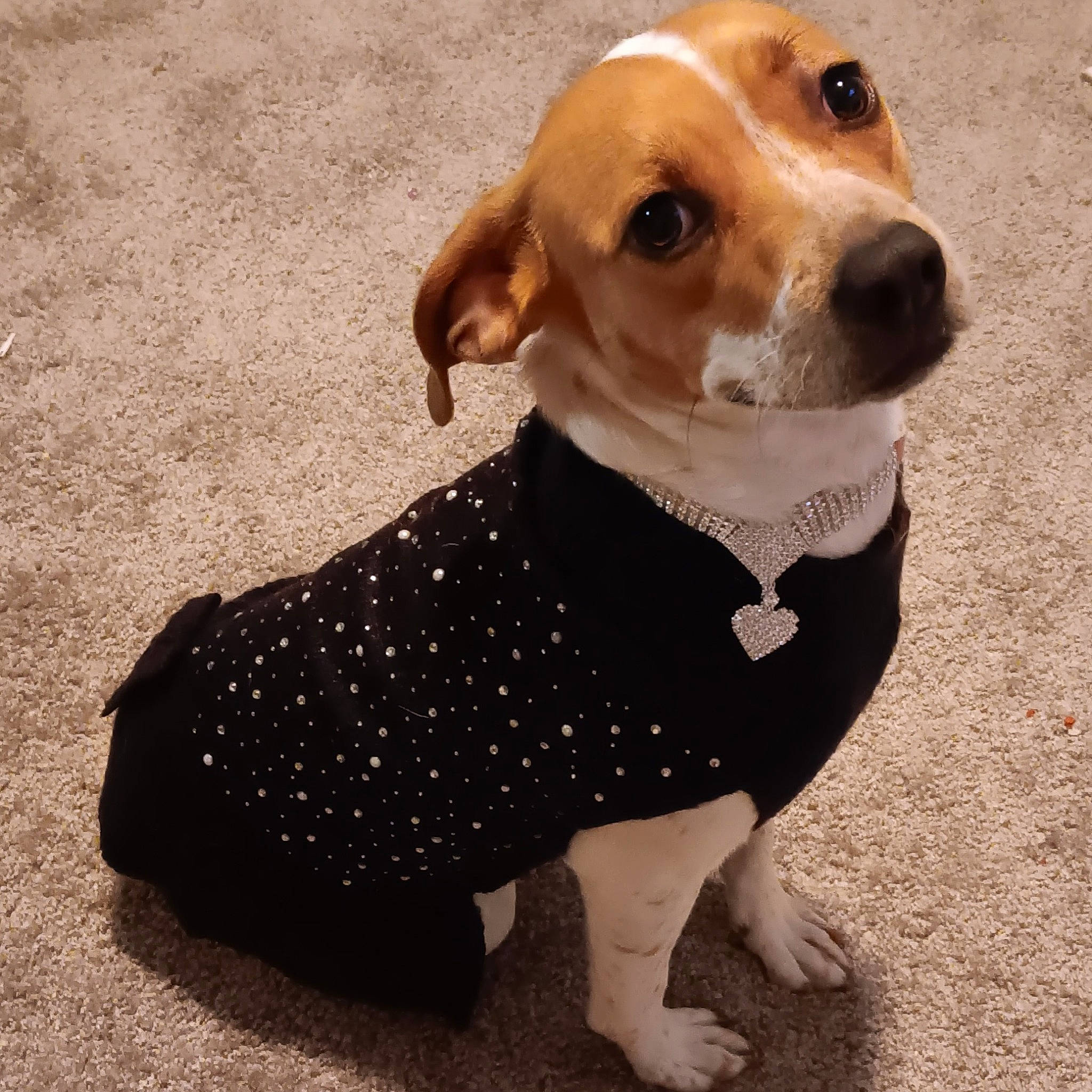 Maple joined the competition — help win amazing prizes! canidae, carnivore, collar, companion_dog, dog, dog_breed, dog_clothes, dog_collar, dog_supply, fawn, fur, leash, pattern, pet_supply, sleeve, snout, sporting_group, toy_dog, whiskers, working_animal