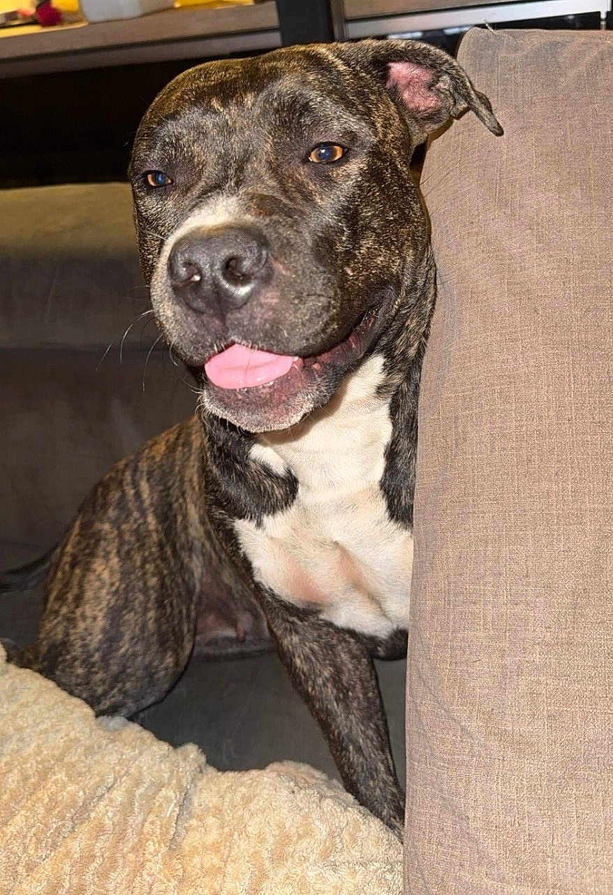 Xena participe au concours pour gagner de l'argent avec cette photo : dog, brindle, pet, canine, couch, indoor, tongue_out, happy, relaxed, fur, animal, snout, ears, closeup, domestic_animal, companion, sitting, face, whiskers, cushion
