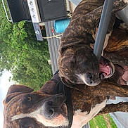 Xena participe au concours pour gagner de l'argent avec cette photo : dog, brindle, outdoor, backyard, grill, mesh_chair, playful, curious, canine, pet, animal, greenery, summer, resting, biting, collar, fence, grass, daytime, nature