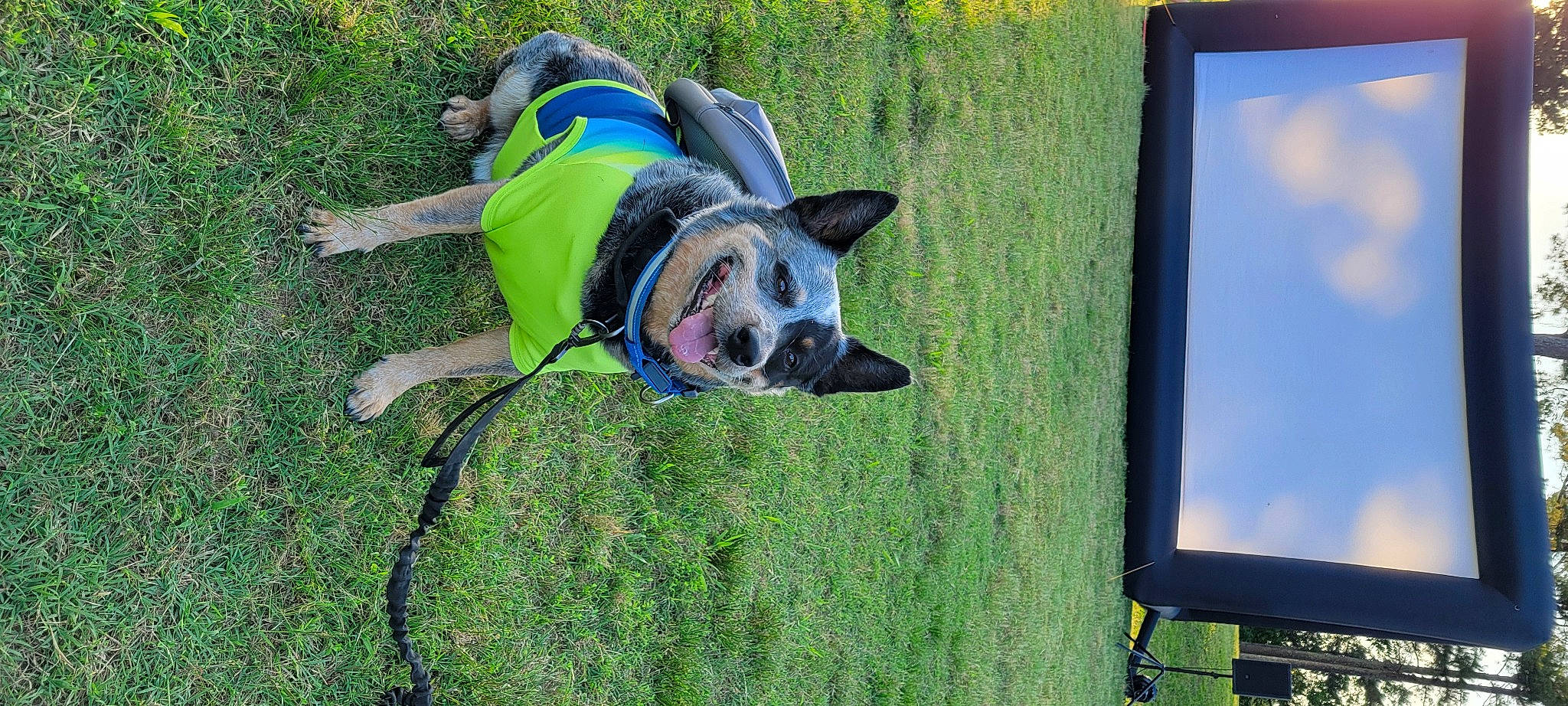 Willie is registered to the contest to win money with this photo: bulldog, carnivore, collar, companion_dog, dog, dog_breed, dog_clothes, dog_collar, dog_supply, fashion_accessory, fawn, grass, green, leash, output_device, personal_protective_equipment, pet_supply, plant, tail, working_animal