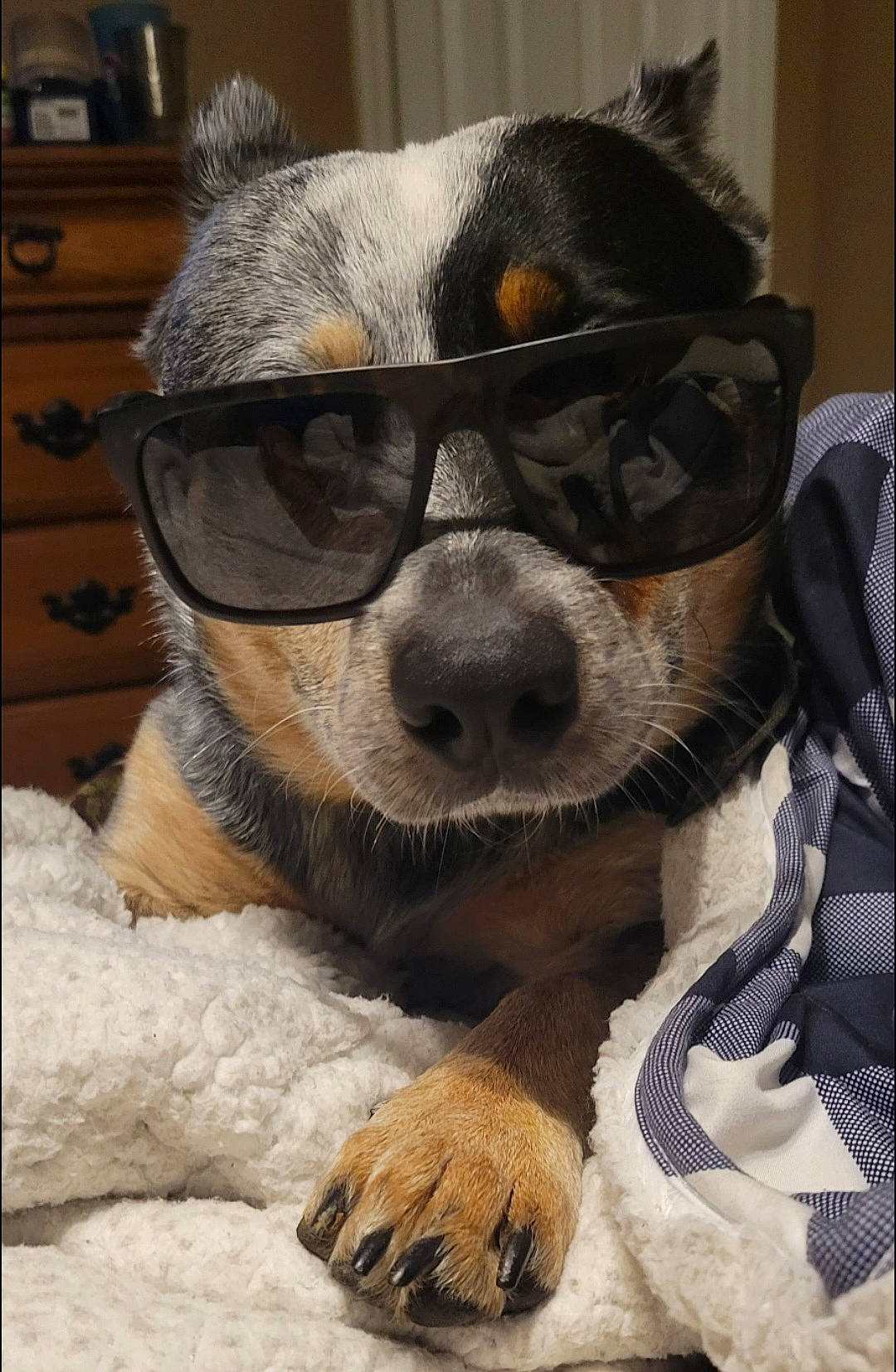 Willie is registered to the contest to win money with this photo: cabinetry, canidae, carnivore, chest, chest_of_drawers, collar, companion_dog, cupboard, dog, dog_breed, dog_supply, drawer, eyewear, fawn, fur, snout, sporting_group, toy_dog, whiskers, working_animal