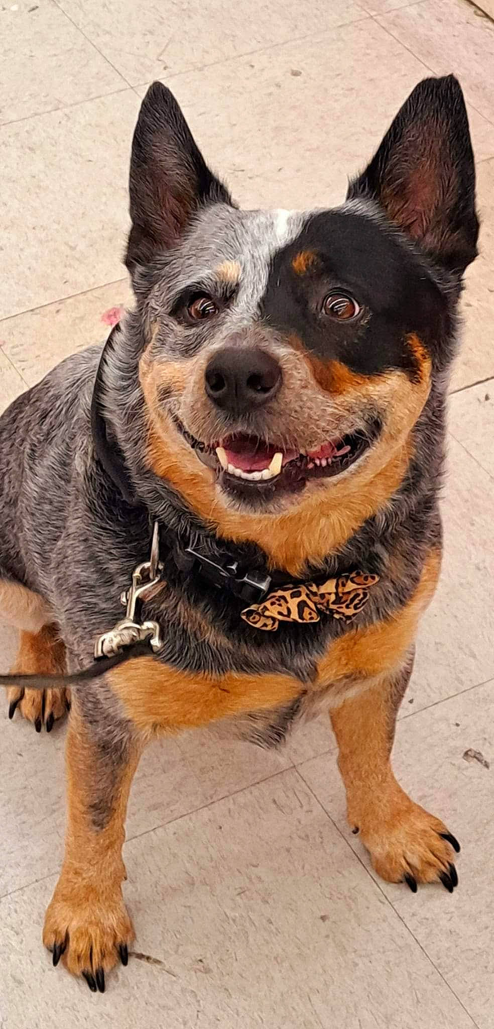 Willie joined the competition — help win amazing prizes! canidae, carnivore, collar, companion_dog, dog, dog_breed, dog_collar, dog_supply, fawn, fur, herding_dog, leash, paw, pet_supply, snout, sporting_group, terrestrial_animal, whiskers, working_animal, working_dog