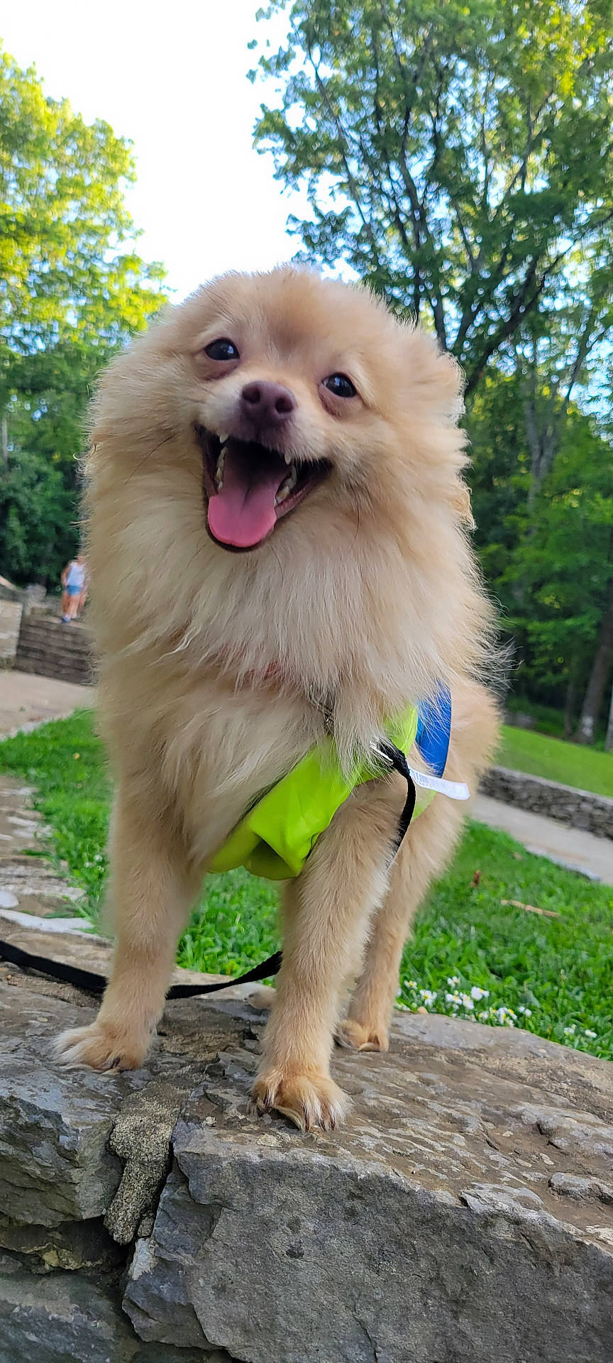 Elvis joined the competition — help win amazing prizes! animal, bodypart, canine, dog, goldenretriever, grass, lawn, mouth, nature, outdoors, park, path, person, pet, plant, puppy, rock, slate, tree, vegetation