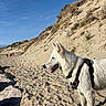Aeris participe au concours pour gagner de l'argent avec cette photo : dog, white_dog, fluffy, beach, sand, dunes, coast, outdoor, sunny, blue_sky, harness, leash, standing, panting, tongue, animal, nature, hiking, landscape, adventure