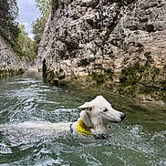 Aeris participe au concours pour gagner de l'argent avec cette photo : dog, white_dog, swimming, river, water, life_vest, yellow_vest, outdoors, nature, canyon, rocky_cliffs, forest, trees, adventure, hiking, travel, landscape, riverbank, splashing, summer