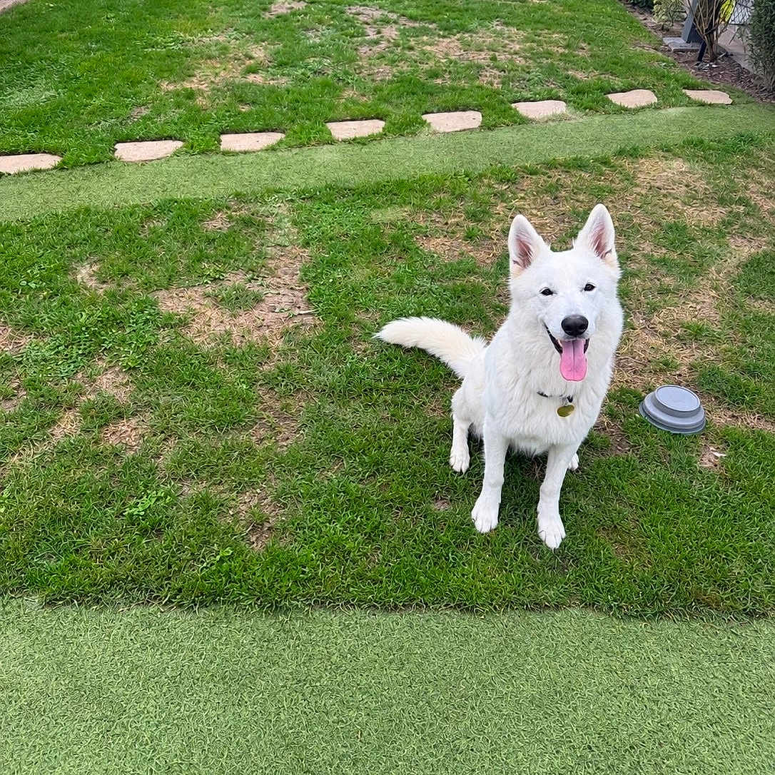 Aeris participe au concours pour gagner de l'argent avec cette photo : dog, white_dog, puppy, sitting, tongue_out, happy, friendly, fluffy, pointed_ears, collar, outdoor, garden, lawn, grass, artificial_turf, stepping_stones, pet_bowl, backyard, portrait, daylight