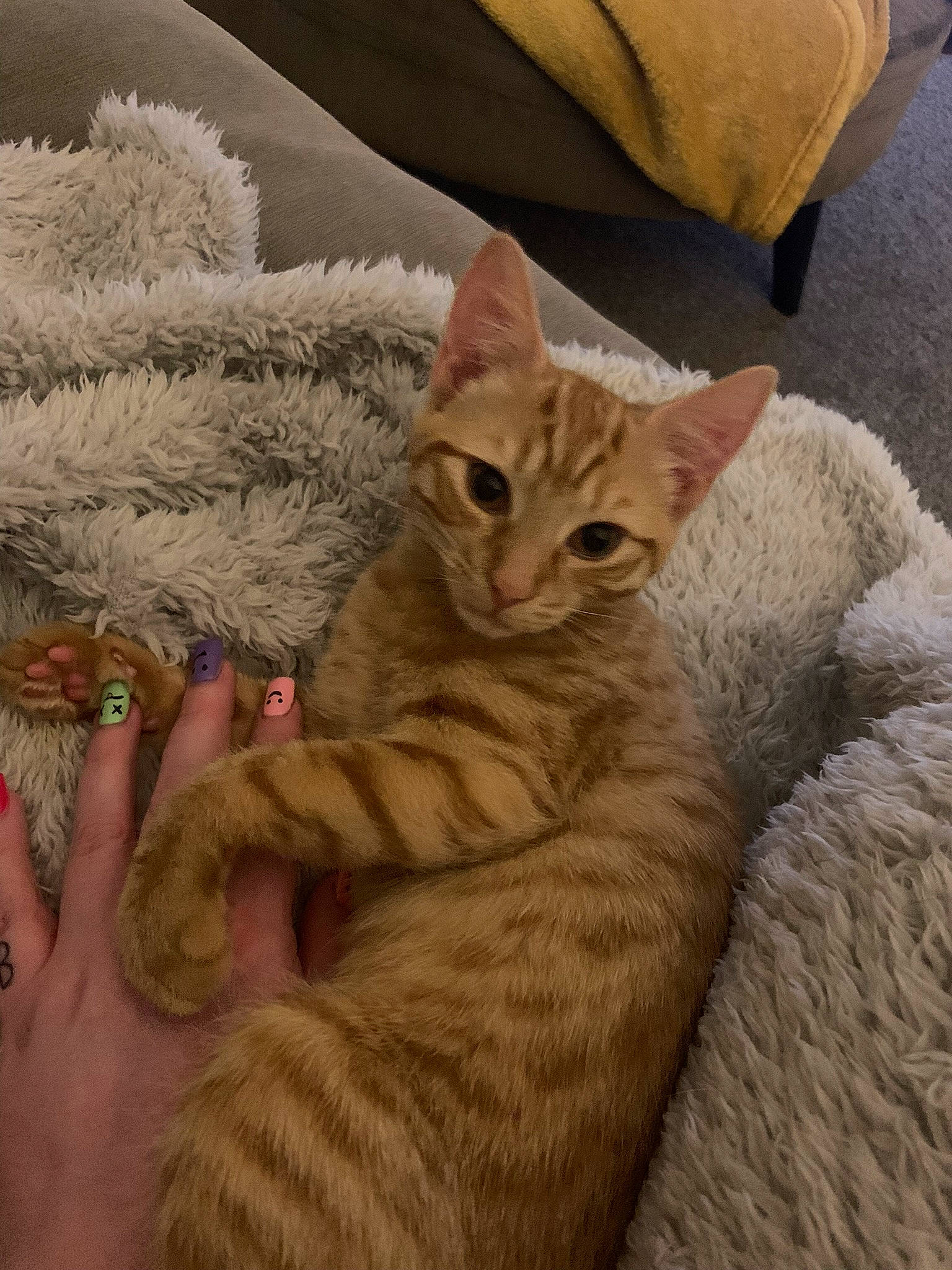 Zeus joined the competition — help win amazing prizes! carnivore, cat, cat_furniture, claw, comfort, domestic_short_haired_cat, eye, fawn, felidae, fur, linens, paw, sitting, small_to_medium_sized_cats, snout, tail, whiskers