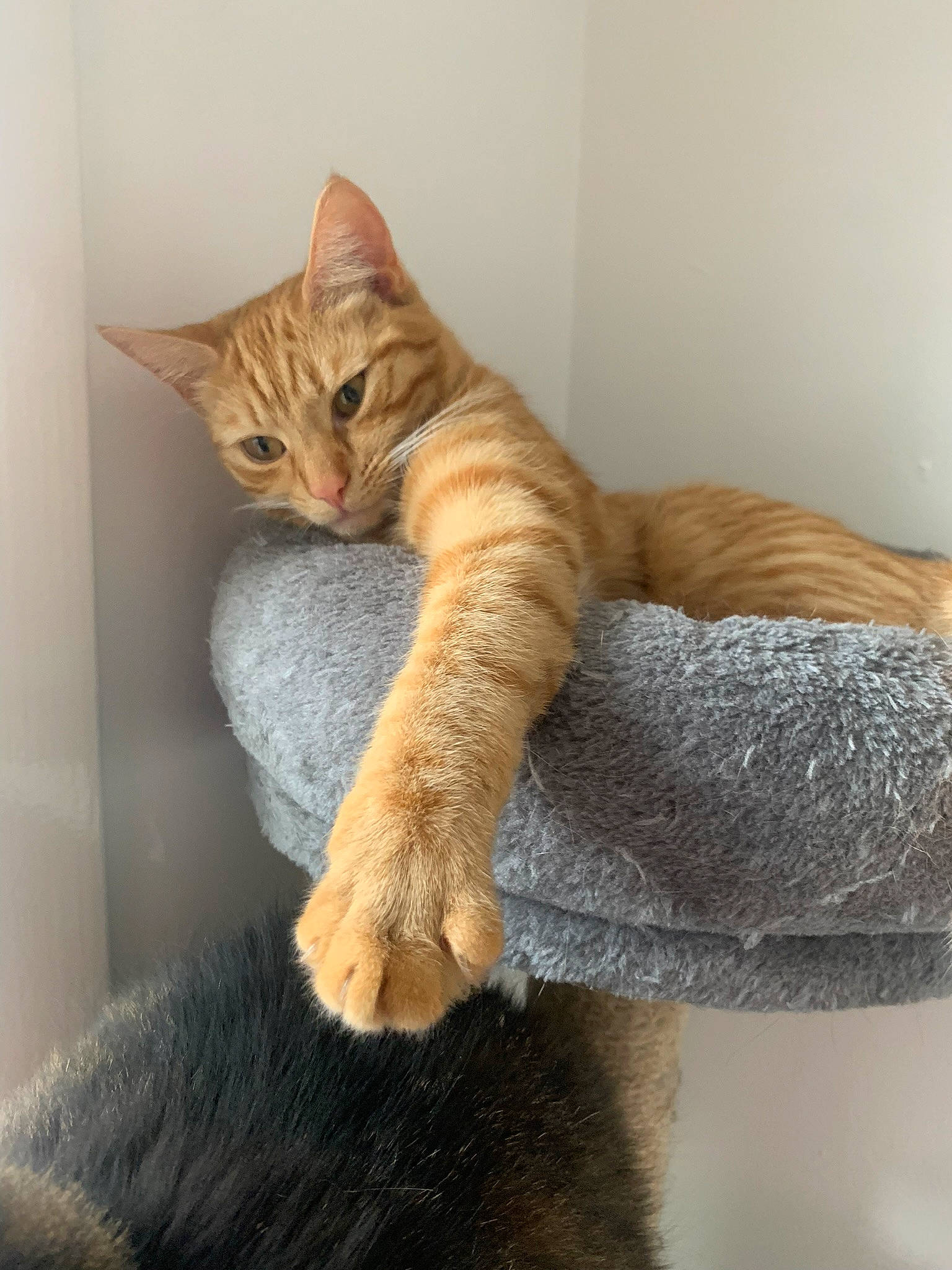 Zeus joined the competition — help win amazing prizes! carnivore, cat, cat_supply, claw, comfort, domestic_short_haired_cat, fawn, felidae, foot, fur, grey, paw, sitting, small_to_medium_sized_cats, tail, terrestrial_animal, whiskers, wood