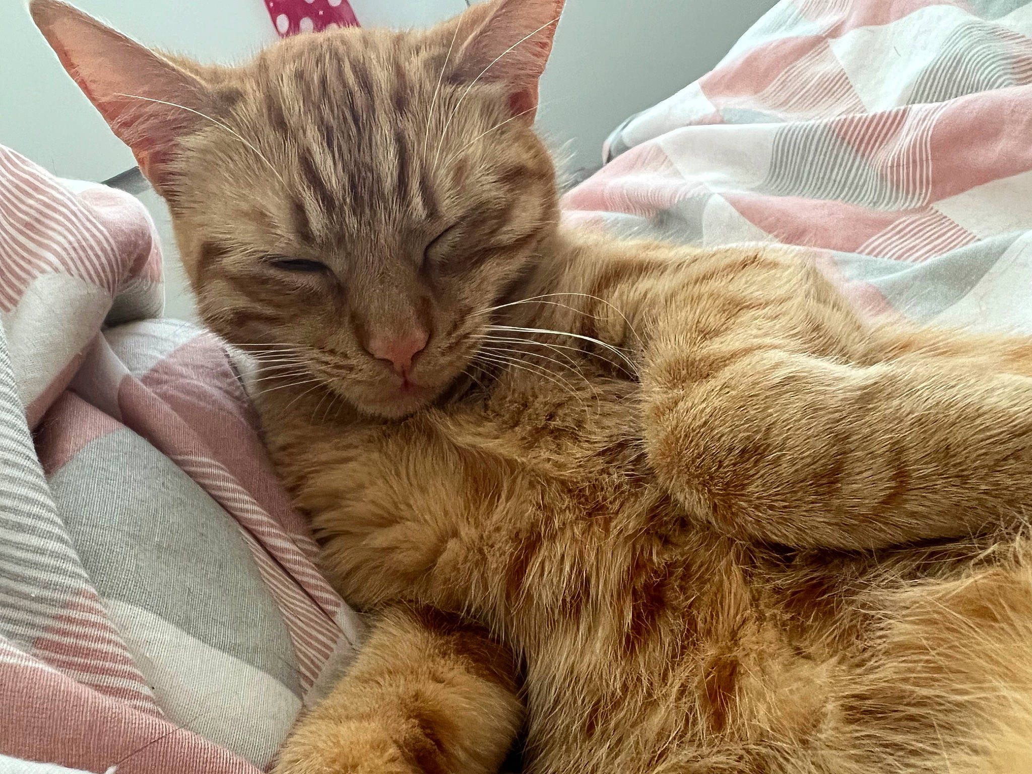 Zeus joined the competition — help win amazing prizes! carnivore, cat, claw, comfort, domestic_short_haired_cat, ear, felidae, fur, nap, natural_material, paw, small_to_medium_sized_cats, snout, tail, terrestrial_animal, whiskers