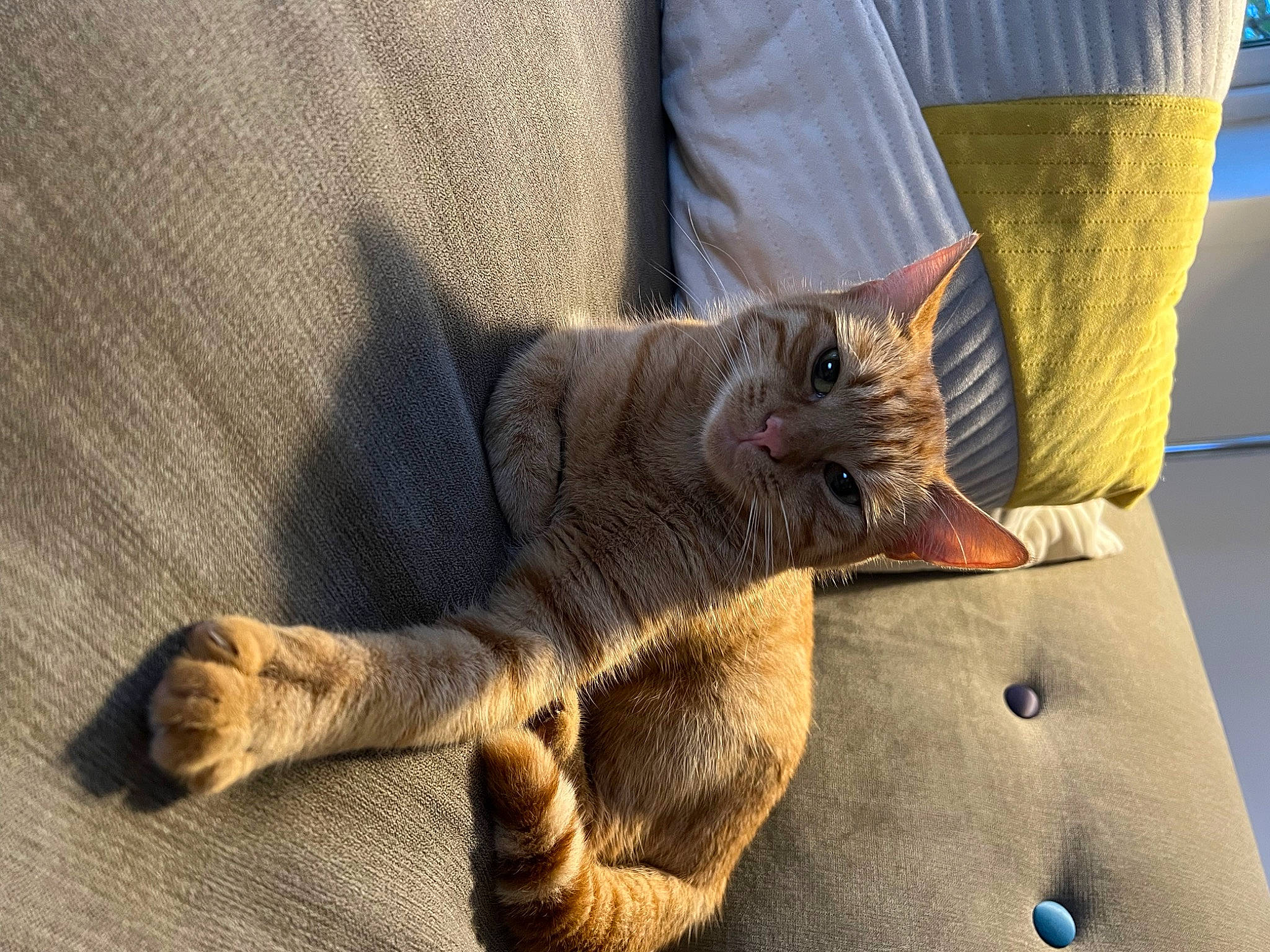 Zeus joined the competition — help win amazing prizes! carnivore, cat, claw, comfort, domestic_short_haired_cat, fawn, felidae, foot, fur, grey, human_leg, nap, paw, sitting, small_to_medium_sized_cats, snout, tail, terrestrial_animal, whiskers, wood