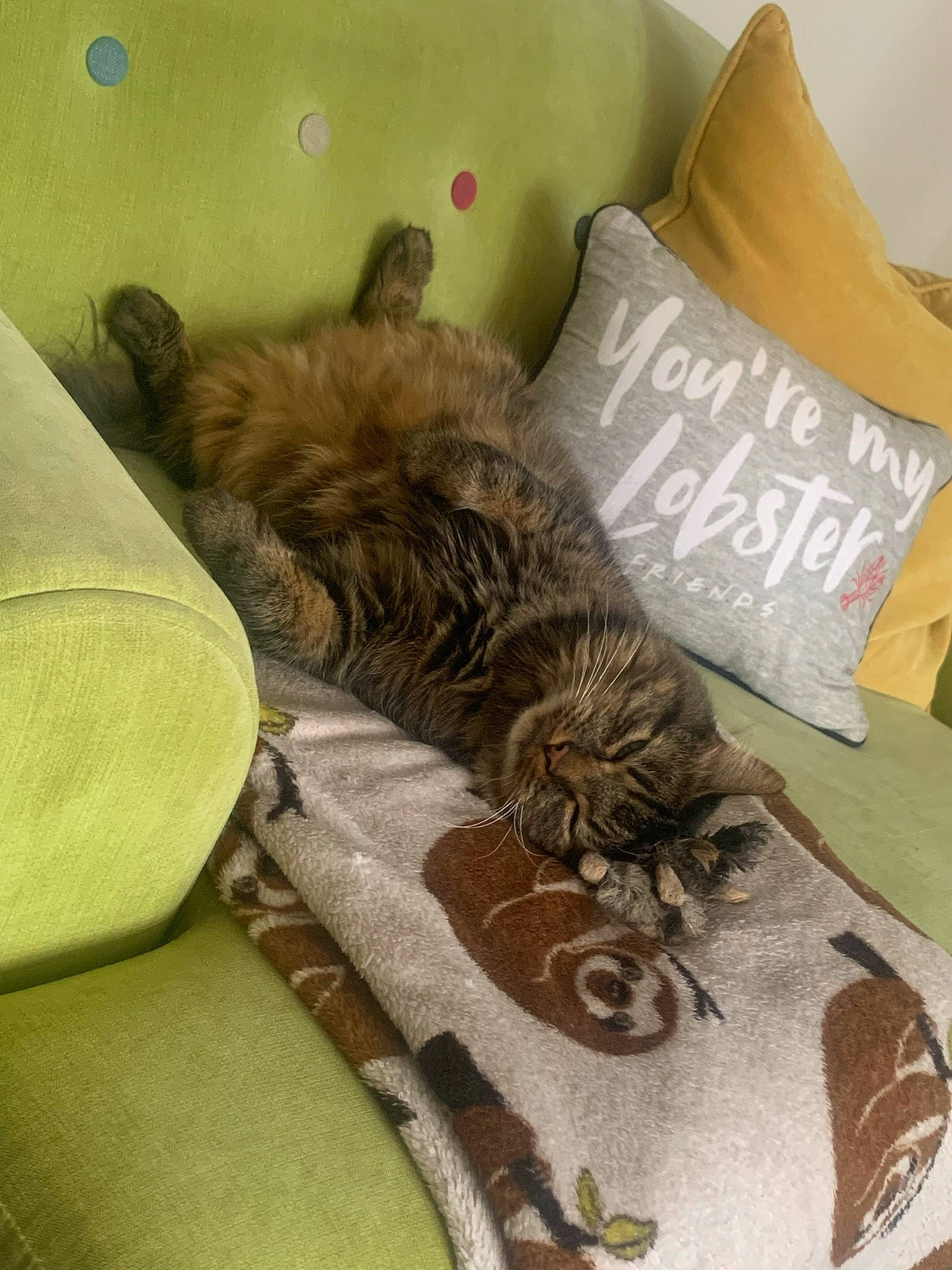 Princess Namah joined the competition — help win amazing prizes! bag, bed_sheet, bedding, boot, carnivore, cat, comfort, domestic_short_haired_cat, fawn, felidae, fur, linens, luggage_and_bags, pattern, room, small_to_medium_sized_cats, tail, terrestrial_animal, textile, whiskers