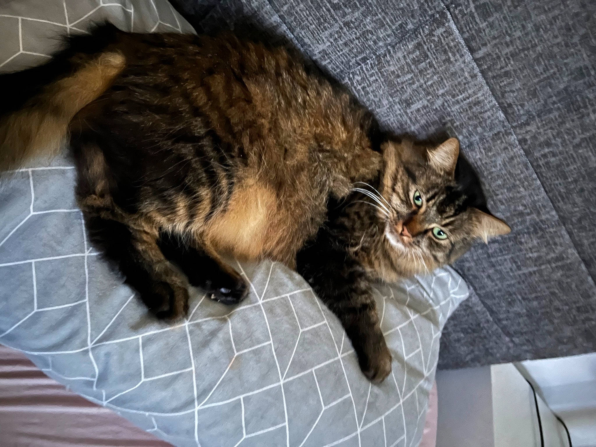 Princess Namah is registered to the contest to win money with this photo: carnivore, cat, claw, comfort, domestic_short_haired_cat, felidae, fur, nap, paw, sleep, small_to_medium_sized_cats, tail, terrestrial_animal, whiskers